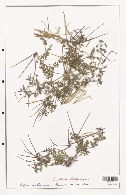 Erodium hirtum  (Geraniaceae)