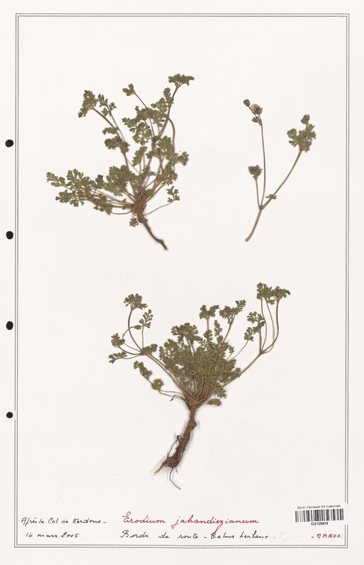 Erodium jahandiezianum  (Geraniaceae)