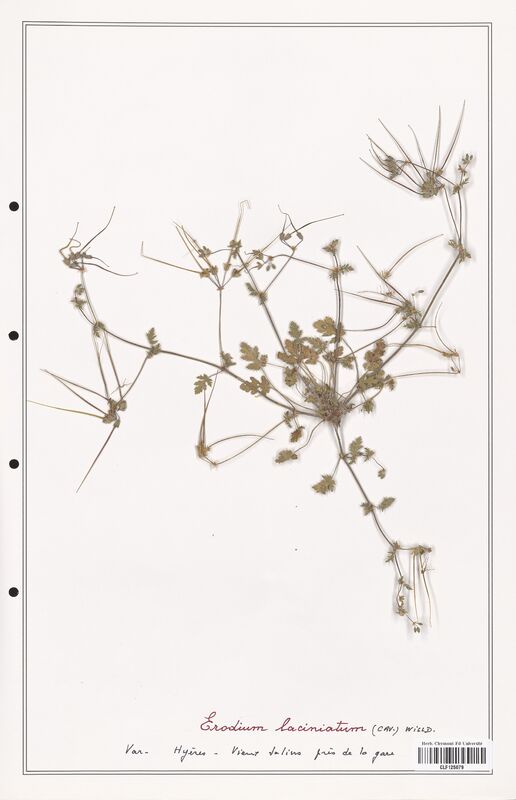 Erodium laciniatum  (Geraniaceae)