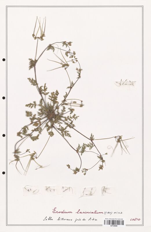 Erodium laciniatum  (Geraniaceae)