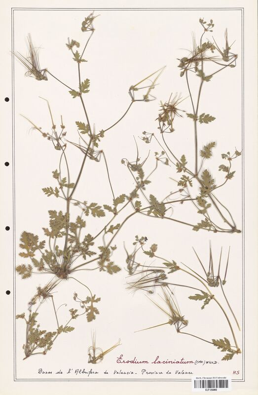 Erodium laciniatum  (Geraniaceae)