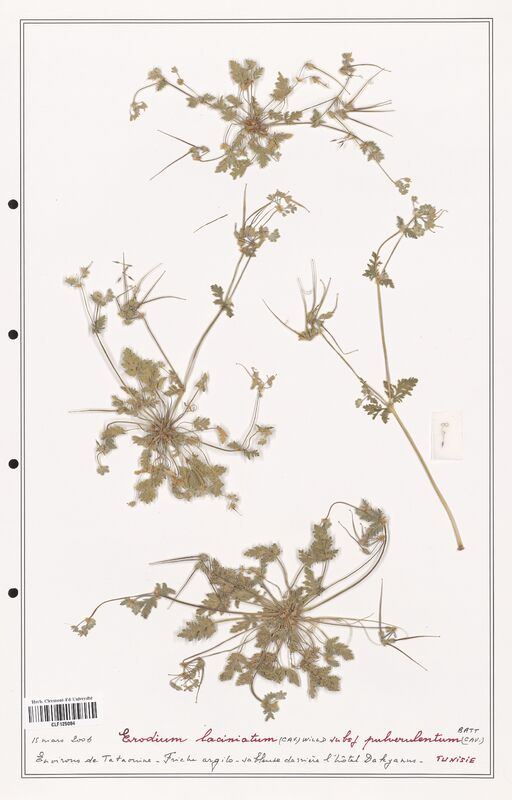 Erodium laciniatum  (Geraniaceae)