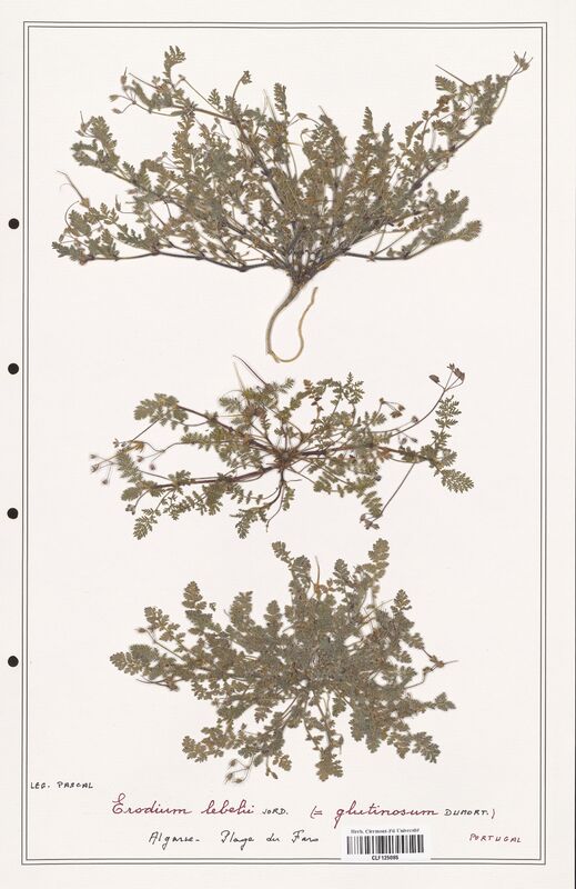 Erodium lebelii  (Geraniaceae)