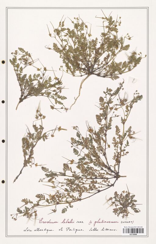 Erodium lebelii  (Geraniaceae)