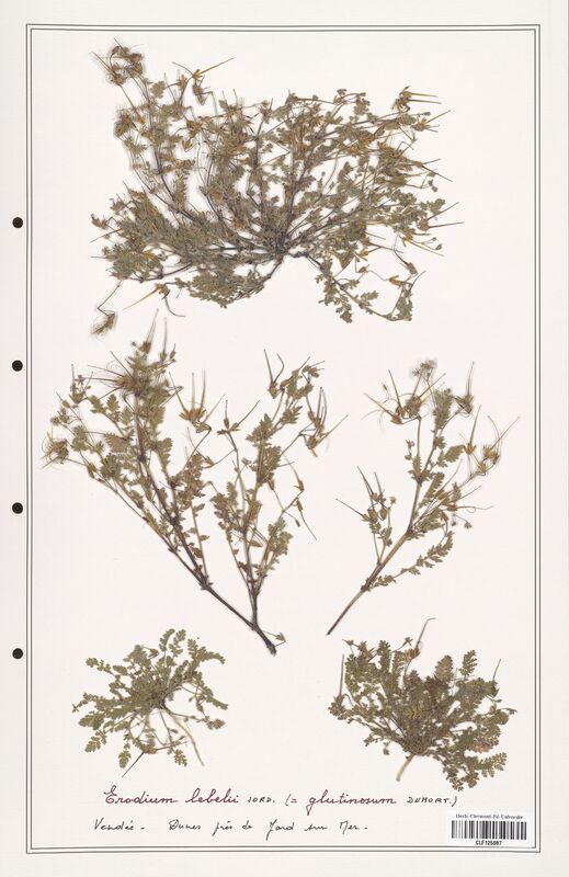 Erodium lebelii  (Geraniaceae)