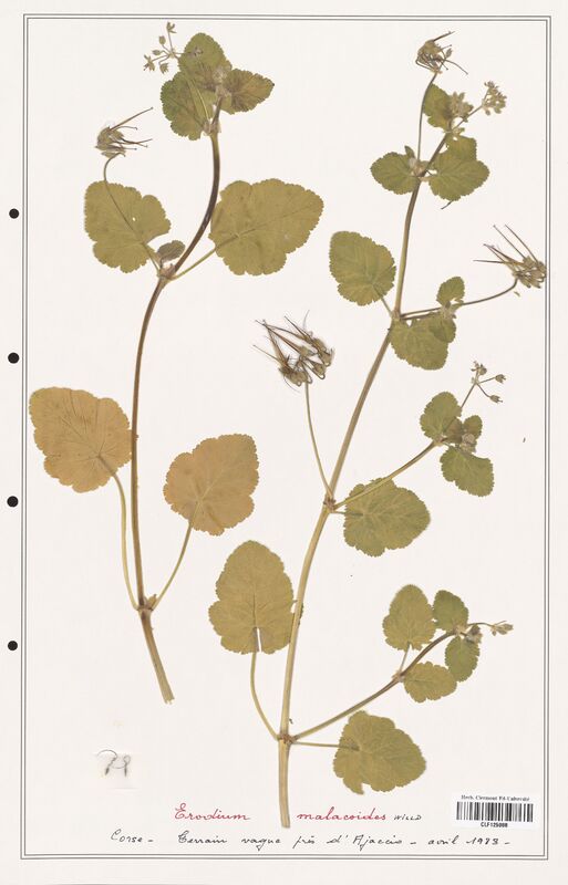 Erodium malacoidees  (Geraniaceae)