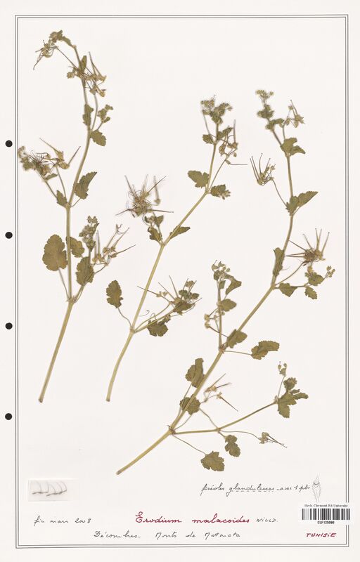 Erodium malacoidees  (Geraniaceae)