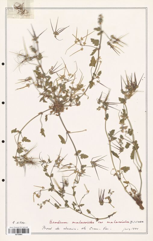 Erodium malacoidees  (Geraniaceae)