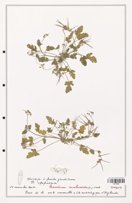 Erodium malacoidees  (Geraniaceae)