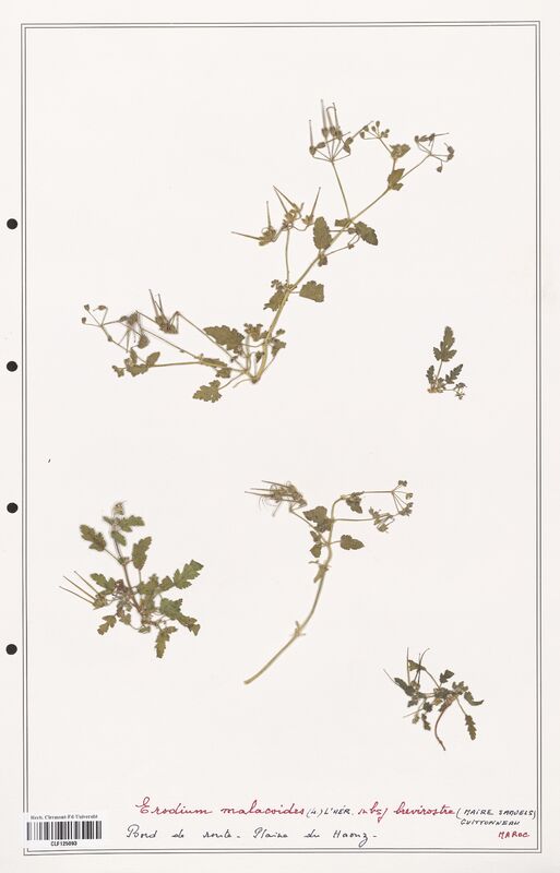 Erodium malacoidees  (Geraniaceae)