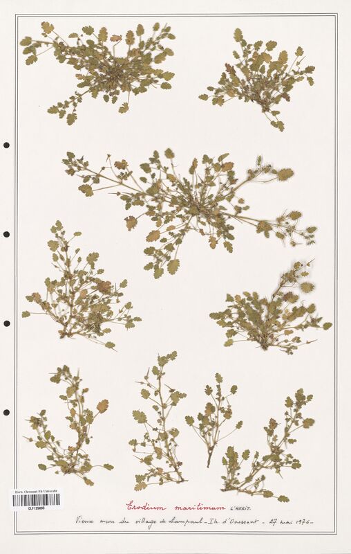 Erodium maritimum  (Geraniaceae)