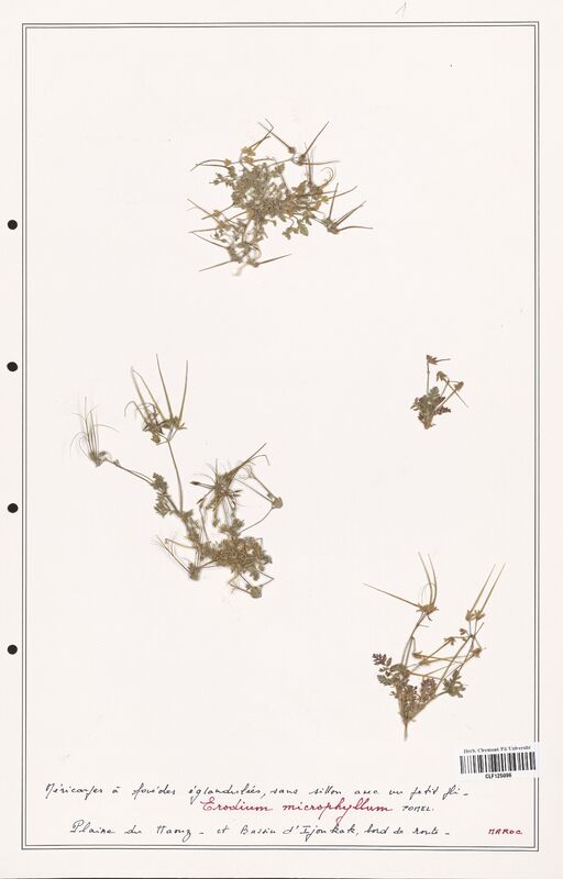 Erodium microphyllum  (Geraniaceae)