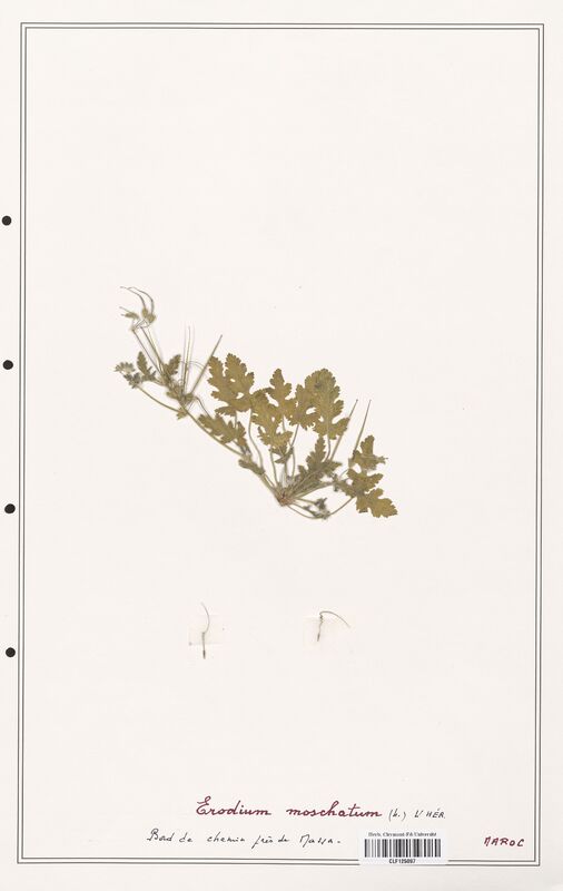 Erodium moschatum  (Geraniaceae)