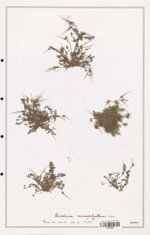 Erodium microphyllum  (Geraniaceae)