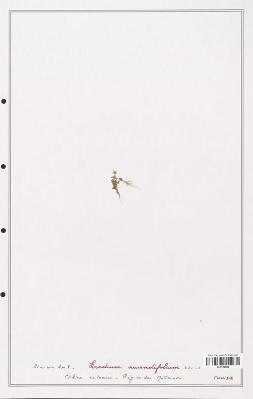 Erodium neuradifolium  (Geraniaceae)