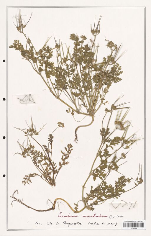 Erodium moschatum  (Geraniaceae)