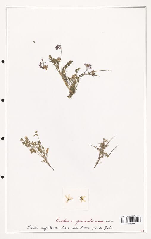 Erodium primulaceum  (Geraniaceae)