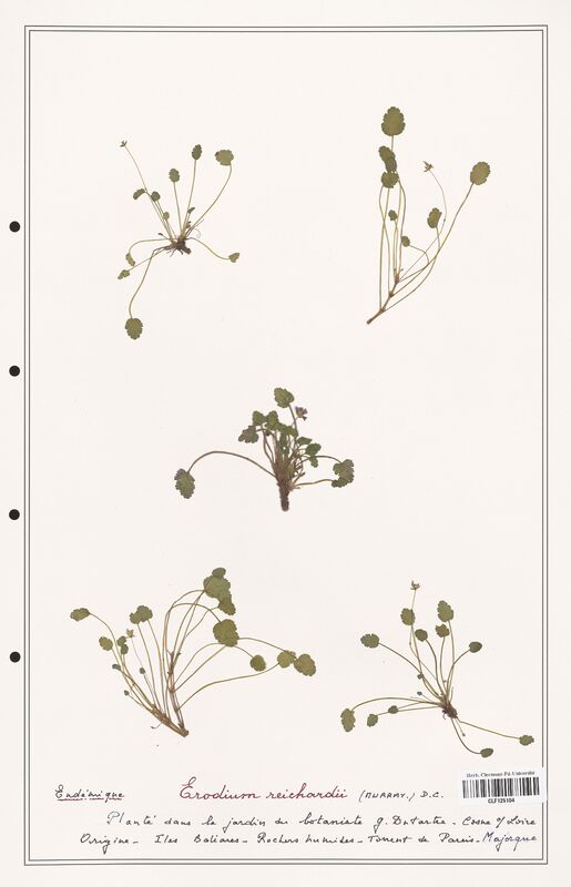 Erodium reichardii  (Geraniaceae)