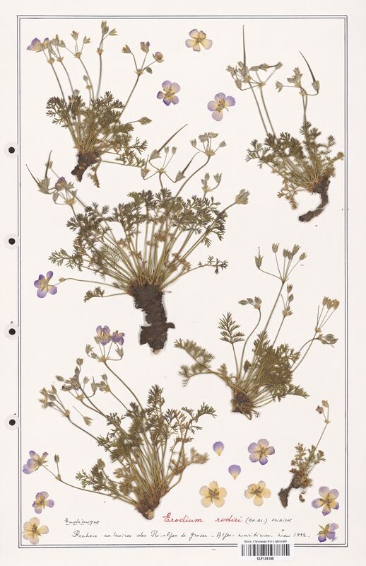 Erodium rodiei  (Geraniaceae)