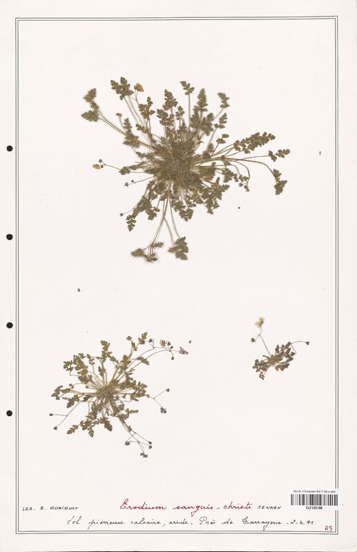 Erodium sanguis  (Geraniaceae)