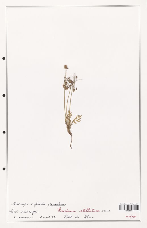 Erodium stellatum  (Geraniaceae)