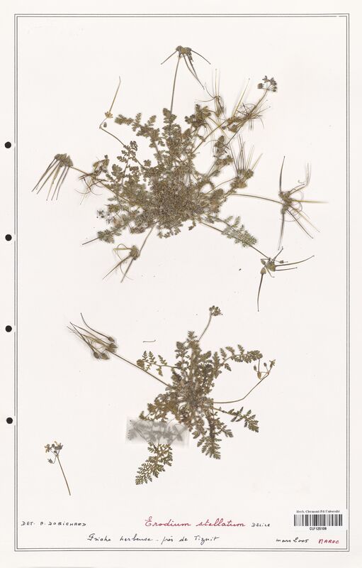 Erodium stellatum  (Geraniaceae)