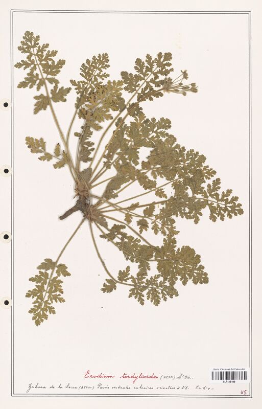 Erodium tordylioides  (Geraniaceae)