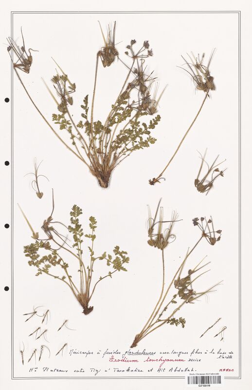 Erodium touchyanum  (Geraniaceae)