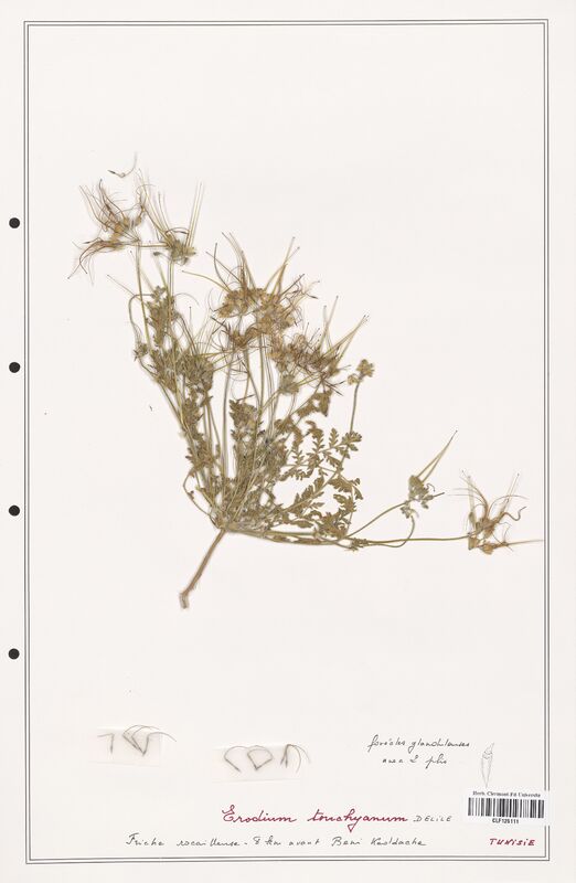 Erodium touchyanum  (Geraniaceae)