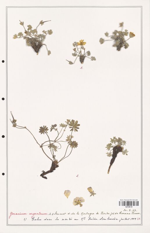 Geranium argenteum  (Geraniaceae)