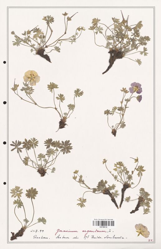 Geranium argenteum  (Geraniaceae)