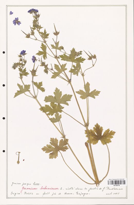 Geranium bohemicum  (Geraniaceae)