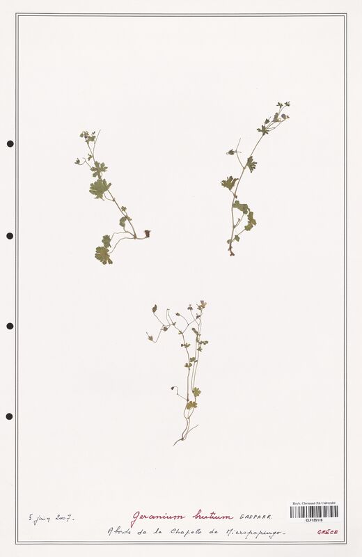 Geranium brutium  (Geraniaceae)