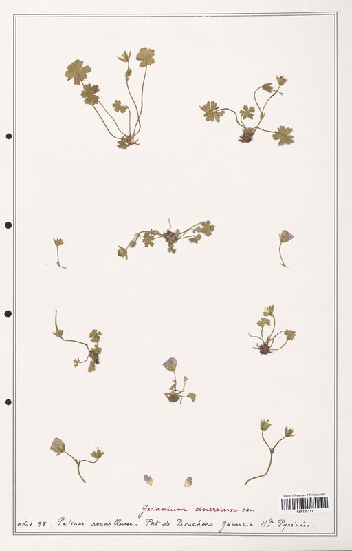 Geranium cinereum  (Geraniaceae)