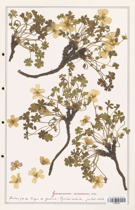 Geranium cinereum  (Geraniaceae)