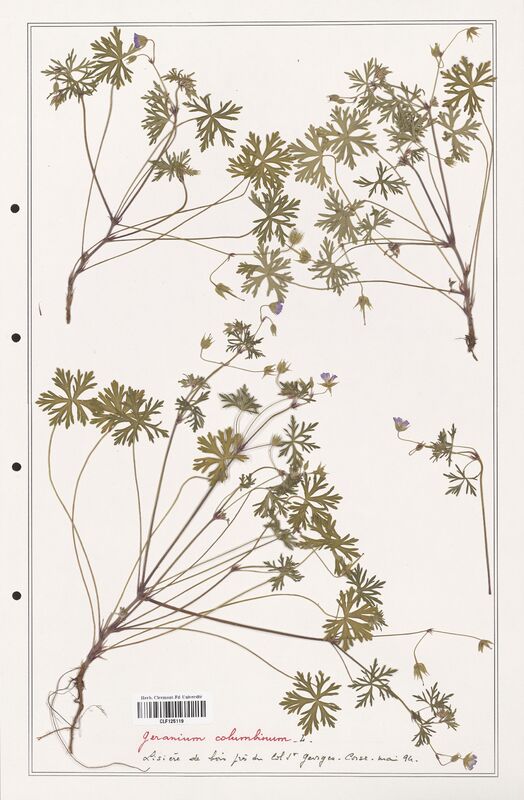 Geranium columbinum  (Geraniaceae)