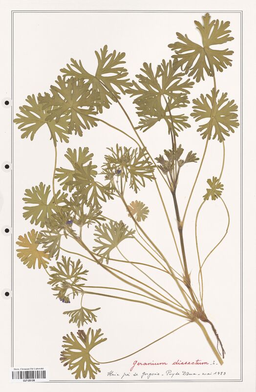 Geranium dissectum  (Geraniaceae)