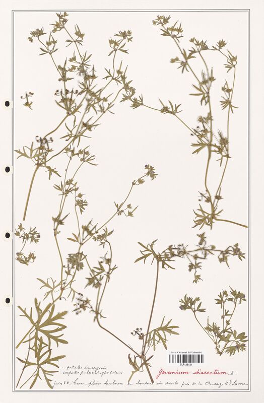 Geranium dissectum  (Geraniaceae)