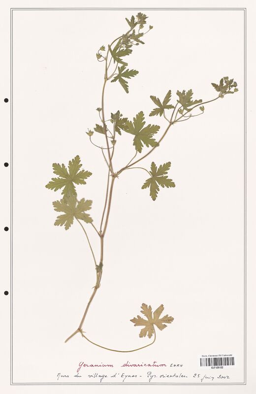 Geranium divaricatum  (Geraniaceae)