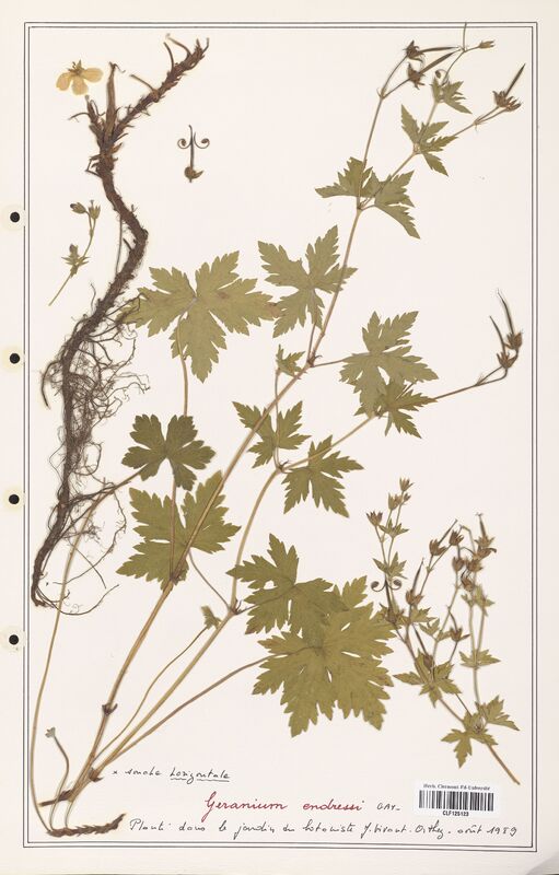 Geranium endressi  (Geraniaceae)