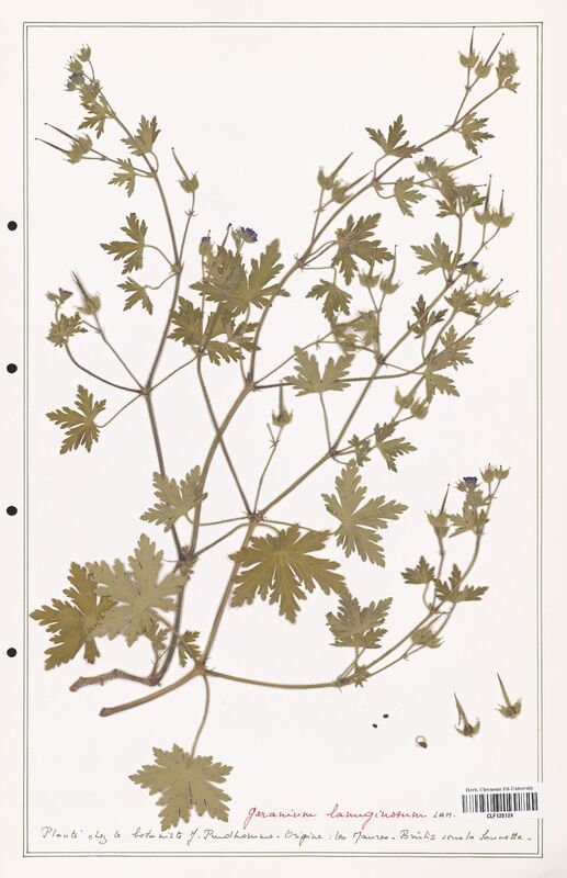 Geranium lanuginosum  (Geraniaceae)