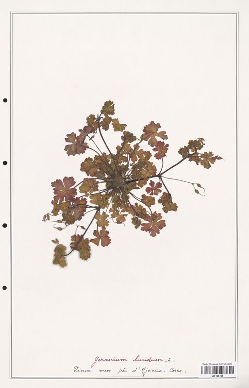 Geranium lucidum  (Geraniaceae)