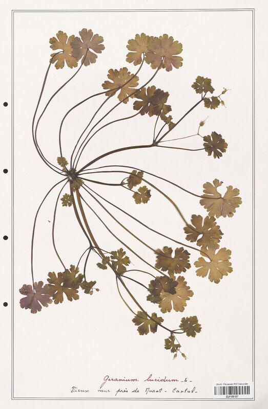 Geranium lucidum  (Geraniaceae)