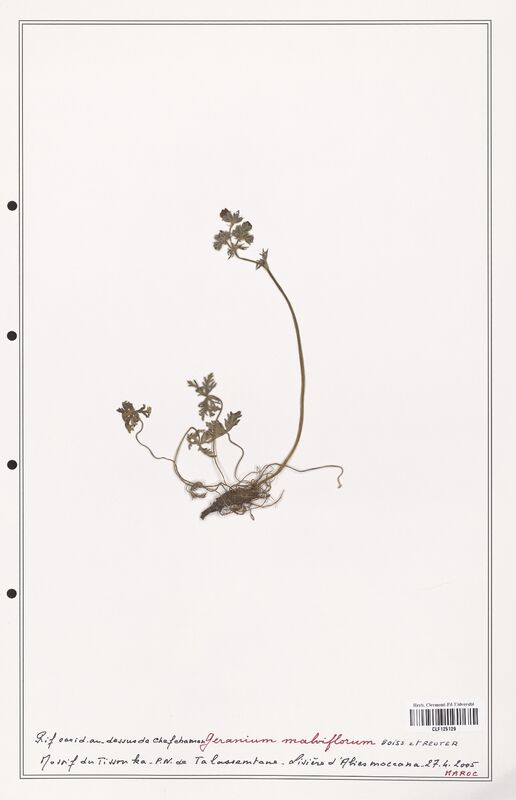 Geranium malviflorum  (Geraniaceae)