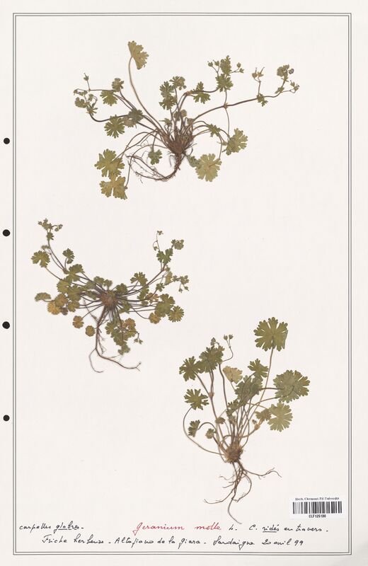 Geranium molle  (Geraniaceae)