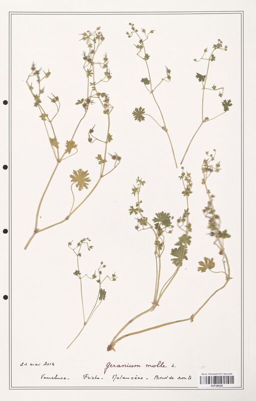 Geranium molle  (Geraniaceae)