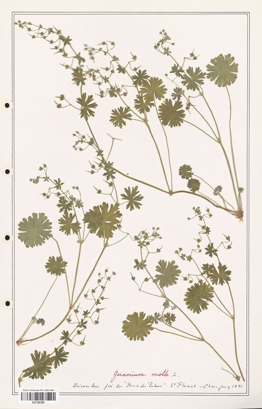 Geranium molle  (Geraniaceae)