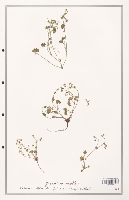 Geranium molle  (Geraniaceae)