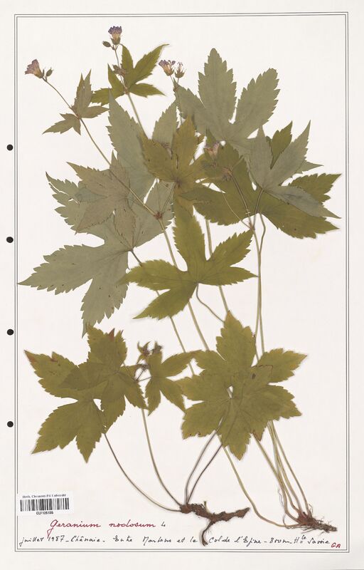 Geranium nodosum  (Geraniaceae)