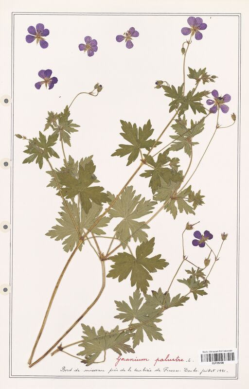 Geranium palustre  (Geraniaceae)